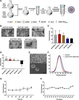 Manganese-based nanoadjuvants for enhancement of immune effect of <mark class="highlighted">DNA vaccines</mark>